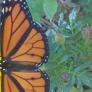 Meet your Posher, Maureen